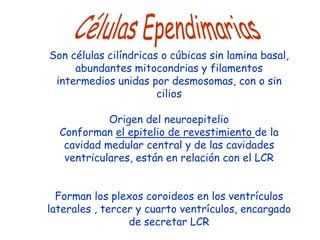 Son células cilíndricas o cúbicas sin lamina basal,
     abundantes mitocondrias y filamentos
 intermedios unidas por desmosomas, con o sin
                       cilios

            Origen del neuroepitelio
  Conforman el epitelio de revestimiento de la
   cavidad medular central y de las cavidades
   ventriculares, están en relación con el LCR


  Forman los plexos coroideos en los ventrículos
laterales , tercer y cuarto ventrículos, encargado
                 de secretar LCR
 