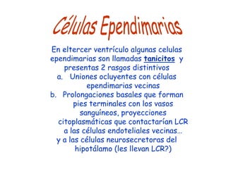En eltercer ventrículo algunas celulas
ependimarias son llamadas tanicitos y
    presentas 2 rasgos distintivos
  a. Uniones ocluyentes con células
            ependimarias vecinas
b. Prolongaciones basales que forman
        pies terminales con los vasos
          sanguíneos, proyecciones
  citoplasmáticas que contactarían LCR
    a las células endoteliales vecinas…
  y a las células neurosecretoras del
        hipotálamo (les llevan LCR?)
 