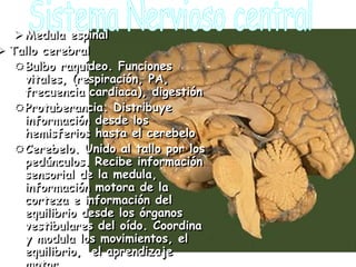  Medula espinal
 Tallo cerebral
   Bulbo raquídeo. Funciones
     vitales, (respiración, PA,
     frecuencia cardiaca), digestión
   Protuberancia. Distribuye
     información desde los
     hemisferios hasta el cerebelo
   Cerebelo. Unido al tallo por los
     pedúnculos. Recibe información
     sensorial de la medula,
     información motora de la
     corteza e información del
     equilibrio desde los órganos
     vestibulares del oído. Coordina
     y modula los movimientos, el
     equilibrio, el aprendizaje
 