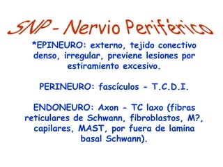 *EPINEURO: externo, tejido conectivo
 denso, irregular, previene lesiones por
         estiramiento excesivo.

   PERINEURO: fascículos - T.C.D.I.

  ENDONEURO: Axon - TC laxo (fibras
reticulares de Schwann, fibroblastos, M?,
  capilares, MAST, por fuera de lamina
             basal Schwann).
 