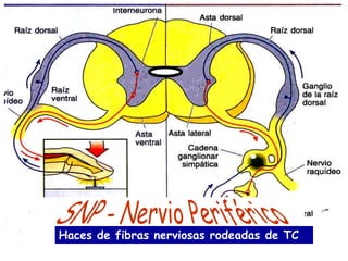 Haces de fibras nerviosas rodeadas de TC
 
