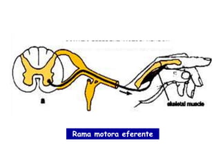 Rama motora eferente
 