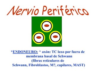 *ENDONEURO: ^ axón: TC laxo por fuera de
        membrana basal de Schwann
            (fibras reticulares de
 Schwann, Fibroblastos, M?, capilares, MAST)
 