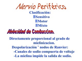 Clasificación:
              Sensitivo
               Motor
               Mixto


Directamente proporcional al grado de
                mielinizacion.
 Despolarización ˜ nodos de Ranvier:
  -Canales de sodio compuerta de voltaje
   -La mielina impide la salida de sodio.
 