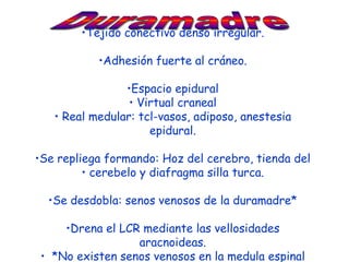 •Tejido conectivo denso irregular.

           •Adhesión fuerte al cráneo.

                •Espacio epidural
                 • Virtual craneal
   • Real medular: tcl-vasos, adiposo, anestesia
                     epidural.

•Se repliega formando: Hoz del cerebro, tienda del
         • cerebelo y diafragma silla turca.

  •Se desdobla: senos venosos de la duramadre*

     •Drena el LCR mediante las vellosidades
                  aracnoideas.
 • *No existen senos venosos en la medula espinal
 