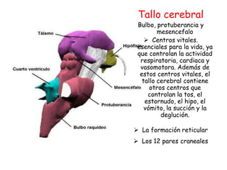 Tallo cerebral
 Bulbo, protuberancia y
         mesencefalo
     Centros vitales.
 esenciales para la vida, ya
 que controlan la actividad
  respiratoria, cardiaca y
  vasomotora. Además de
  estos centros vitales, el
   tallo cerebral contiene
      otros centros que
     controlan la tos, el
    estornudo, el hipo, el
    vómito, la succión y la
          deglución.

 La formación reticular
 Los 12 pares craneales
 
