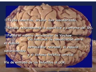 Tejido conectivo, areolar laxo vascularizado

Reviste externamente la superficie y contorno del SN.

Forma el espacio perivascular de Virchow.
              Vía funcional de comunicación entre
el espacio
              extracelular neuronal, el espacio
subaracnoideo
              y el sistema linfático cervical

Vía de entrada de los linfocitos al LCR.
 