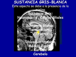 SUSTANCIA GRIS-BLANCA
Este aspecto se debe a la presencia de la
                mielina
        Sustancia Gris:
   Neuronas y Células Gliales

          Sustancia Blanca:
           Terminaciones
             y Tractos

         Ubicación variable
          Médula Espinal
              Corteza
             Cerebelo
 