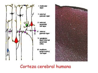 Corteza cerebral humana
 