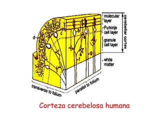 Corteza cerebelosa humana
 