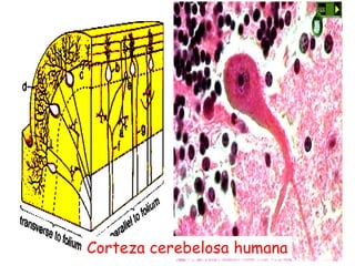 Corteza cerebelosa humana
 
