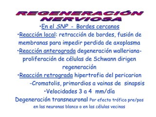 •En el SNP - Bordes cercanos
 •Reacción local: retracción de bordes, fusión de
  membranas para impedir perdida de axoplasma
•Reacción anterograda degeneración walleriana-
   proliferación de células de Schwann dirigen
                   regeneración
 •Reacción retrograda hipertrofia del pericarion
     -Cromatolis, primordios a vainas de sinapsis
            •Velocidades 3 a 4 mm/día
Degeneración transneuronal Por efecto trófico pre/pos
       en las neuronas blanco o en las células vecinas
 
