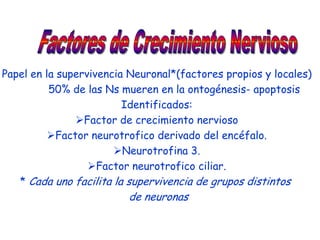 Papel en la supervivencia Neuronal*(factores propios y locales)
          50% de las Ns mueren en la ontogénesis- apoptosis
                         Identificados:
               Factor de crecimiento nervioso
          Factor neurotrofico derivado del encéfalo.
                       Neurotrofina 3.
                  Factor neurotrofico ciliar.
   * Cada uno facilita la supervivencia de grupos distintos
                         de neuronas
 