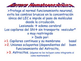 Protege el normal funcionamiento neuronal,
  evita los cambios bruscos en la concentración
   iónica del LEC e impide el paso de moléculas
               desde la circulación.
           Lesionada  edema cerebral
Los capilares del SN sin transporte vesicular*
                 o muy restringido
                     Dado por:
1. Capilares continuos y su membrana                  basal
2. Uniones ocluyentes (dependientes del buen
         funcionamiento del Astrocito,
 3. Astrocitos. (algunos no los incluyen como integrante si
                      como mantenedor)
 