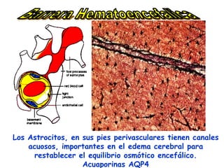 Los Astrocitos, en sus pies perivasculares tienen canales
    acuosos, importantes en el edema cerebral para
      restablecer el equilibrio osmótico encefálico.
                   Acuaporinas AQP4
 