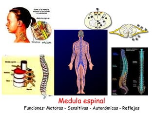 Medula espinal
Funciones: Motoras - Sensitivas - Autonómicas - Reflejos
 