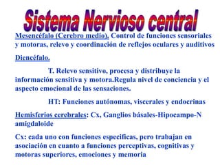 Mesencéfalo (Cerebro medio). Control de funciones sensoriales
y motoras, relevo y coordinación de reflejos oculares y auditivos
Diencéfalo.
          T. Relevo sensitivo, procesa y distribuye la
información sensitiva y motora.Regula nivel de conciencia y el
aspecto emocional de las sensaciones.
          HT: Funciones autónomas, viscerales y endocrinas
Hemisferios cerebrales: Cx, Ganglios básales-Hipocampo-N
amigdaloide
Cx: cada uno con funciones especificas, pero trabajan en
asociación en cuanto a funciones perceptivas, cognitivas y
motoras superiores, emociones y memoria
 