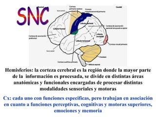 Hemisferios: la corteza cerebral es la región donde la mayor parte
  de la información es procesada, se divide en distintas áreas
  anatómicas y funcionales encargadas de procesar distintas
                modalidades sensoriales y motoras
Cx: cada uno con funciones especificas, pero trabajan en asociación
en cuanto a funciones perceptivas, cognitivas y motoras superiores,
                      emociones y memoria
 
