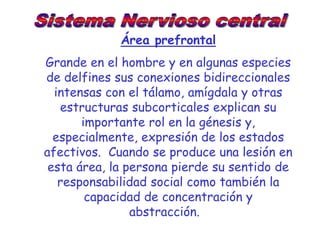 Área prefrontal
Grande en el hombre y en algunas especies
de delfines sus conexiones bidireccionales
  intensas con el tálamo, amígdala y otras
   estructuras subcorticales explican su
       importante rol en la génesis y,
  especialmente, expresión de los estados
afectivos. Cuando se produce una lesión en
 esta área, la persona pierde su sentido de
   responsabilidad social como también la
        capacidad de concentración y
                abstracción.
 