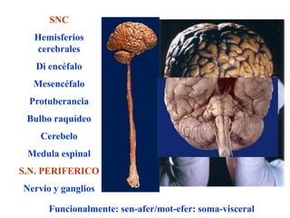 SNC
  Hemisferios
  cerebrales
   Di encéfalo
  Mesencéfalo
 Protuberancia
 Bulbo raquídeo
    Cerebelo
 Medula espinal
S.N. PERIFERICO
Nervio y ganglios

      Funcionalmente: sen-afer/mot-efer: soma-visceral
 