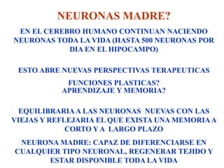 NEURONAS MADRE?
 EN EL CEREBRO HUMANO CONTINUAN NACIENDO
NEURONAS TODA LA VIDA (HASTA 500 NEURONAS POR
            DIA EN EL HIPOCAMPO)

 ESTO ABRE NUEVAS PERSPECTIVAS TERAPEUTICAS
            FUNCIONES PLASTICAS?
           APRENDIZAJE Y MEMORIA?

  EQUILIBRARIA A LAS NEURONAS NUEVAS CON LAS
VIEJAS Y REFLEJARIA EL QUE EXISTA UNA MEMORIA A
             CORTO Y A LARGO PLAZO
 NEURONA MADRE: CAPAZ DE DIFERENCIARSE EN
CUALQUIER TIPO NEURONAL, REGENERAR TEJIDO Y
       ESTAR DISPONIBLE TODA LA VIDA
 