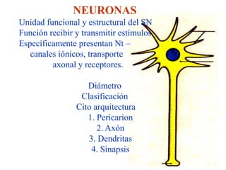 NEURONAS
Unidad funcional y estructural del SN
Función recibir y transmitir estímulos
Específicamente presentan Nt –
   canales iónicos, transporte
         axonal y receptores.

                   Diámetro
                 Clasificación
                Cito arquitectura
                   1. Pericarion
                      2. Axón
                   3. Dendritas
                    4. Sinapsis
 