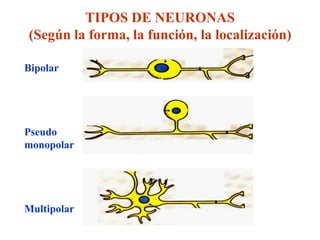 TIPOS DE NEURONAS
(Según la forma, la función, la localización)

Bipolar




Pseudo
monopolar




Multipolar
 
