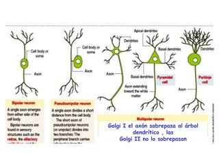 Golgi I el axón sobrepasa al árbol
          dendrítico , las
    Golgi II no lo sobrepasan
 