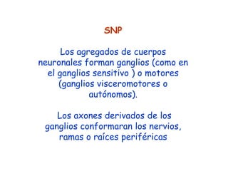 SNP

      Los agregados de cuerpos
neuronales forman ganglios (como en
  el ganglios sensitivo ) o motores
     (ganglios visceromotores o
             autónomos).

    Los axones derivados de los
 ganglios conformaran los nervios,
    ramas o raíces periféricas
 