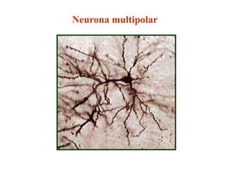 Neurona multipolar
 
