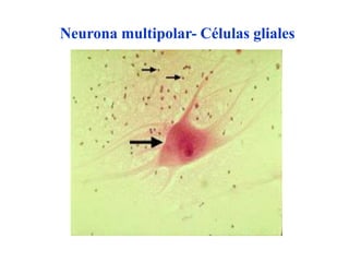 Neurona multipolar- Células gliales
 