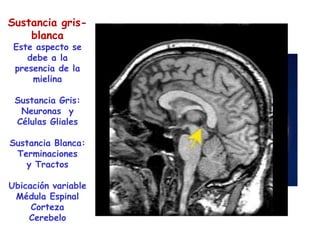 Sustancia gris-
    blanca
 Este aspecto se
    debe a la
 presencia de la
     mielina

 Sustancia Gris:
  Neuronas y
 Células Gliales

Sustancia Blanca:
 Terminaciones
   y Tractos

Ubicación variable
 Médula Espinal
     Corteza
    Cerebelo
 