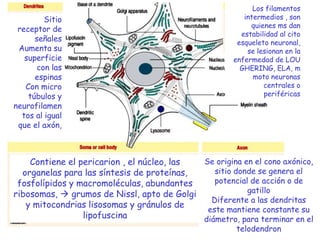 Los filamentos
         Sitio                                           intermedios , son
                                                           quienes ms dan
 receptor de
                                                        estabilidad al cito
      señales                                          esqueleto neuronal,
 Aumenta su                                               se lesionan en la
   superficie                                         enfermedad de LOU
       con las                                          GHERING, ELA, m
      espinas                                               moto neuronas
   Con micro                                                   centrales o
    túbulos y                                                  periféricas
neurofilamen
  tos al igual
 que el axón,



    Contiene el pericarion , el núcleo, las Se origina en el cono axónico,
  organelas para las síntesis de proteínas,    sitio donde se genera el
 fosfolípidos y macromoléculas, abundantes     potencial de acción o de
ribosomas,  grumos de Nissl, apto de Golgi             gatillo
                                              Diferente a las dendritas
   y mitocondrias lisosomas y gránulos de
                                             este mantiene constante su
                 lipofuscina                diámetro, para terminar en el
                                                      telodendron
 