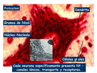 Pericarion
                                            Dendrita



Grumos de Nissl


Núcleo-Nucleolo




                                    Células gliales
      Cada neurona específicamente presenta Nt –
        canales iónicos, transporte y receptores.
 