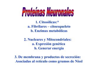 1. Citosólicas:*
        a. Fibrilares – citoesqueleto
          b. Enzimas metabólicas

     2. Nucleares y Mitocondriales:
          a. Expresión genética
            b. Generar energía

3. De membrana y productos de secreción:
Asociadas al retículo como grumos de Nissl
 
