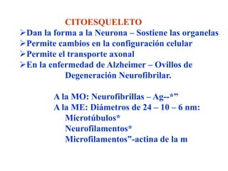 CITOESQUELETO
Dan la forma a la Neurona – Sostiene las organelas
Permite cambios en la configuración celular
Permite el transporte axonal
En la enfermedad de Alzheimer – Ovillos de
           Degeneración Neurofibrilar.

        A la MO: Neurofibrillas – Ag--*”
        A la ME: Diámetros de 24 – 10 – 6 nm:
           Microtúbulos*
           Neurofilamentos*
           Microfilamentos”-actina de la m
 