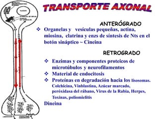 ANTERÓGRADO
 Organelas y vesículas pequeñas, actina,
  miosina, clatrina y enzs de síntesis de Nts en el
  botón sináptico ~ Cineina

                                 RETROGRADO
    Enzimas y componentes proteicos de
     microtúbulos y neurofilamentos
    Material de endocitosis
    Proteínas en degradación hacia los lisosomas.
       Colchicina, Vinblastina, Azúcar marcado,
       peróxidasa del rábano, Virus de la Rabia, Herpes,
       Toxinas, poliomielitis
   Dineina
 