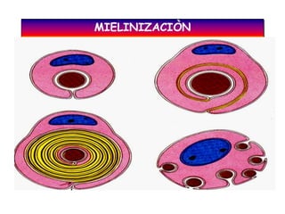 MIELINIZACIÒN
 