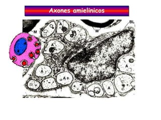 Axones amielinicos
 