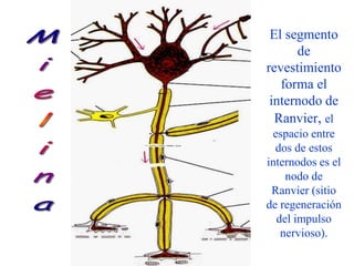 El segmento
      de
revestimiento
   forma el
 internodo de
  Ranvier, el
 espacio entre
  dos de estos
internodos es el
    nodo de
 Ranvier (sitio
de regeneración
  del impulso
   nervioso).
 