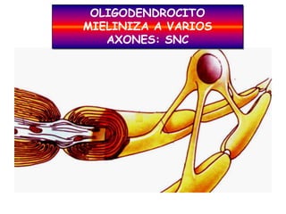 OLIGODENDROCITO
MIELINIZA A VARIOS
   AXONES: SNC
 