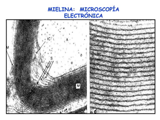 MIELINA: MICROSCOPÍA
     ELECTRÓNICA
 