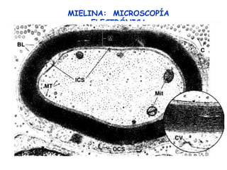 MIELINA: MICROSCOPÍA
     ELECTRÓNICA
 