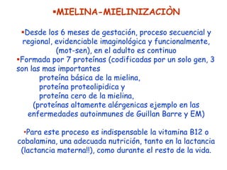 MIELINA-MIELINIZACIÒN

 Desde los 6 meses de gestación, proceso secuencial y
  regional, evidenciable imaginológica y funcionalmente,
            (mot-sen), en el adulto es continuo
Formada por 7 proteínas (codificadas por un solo gen, 3
son las mas importantes
       proteína básica de la mielina,
       proteína proteolipidica y
       proteína cero de la mielina,
     (proteínas altamente alérgenicas ejemplo en las
   enfermedades autoinmunes de Guillan Barre y EM)

  •Para este proceso es indispensable la vitamina B12 o
cobalamina, una adecuada nutrición, tanto en la lactancia
 (lactancia materna!!), como durante el resto de la vida.
 