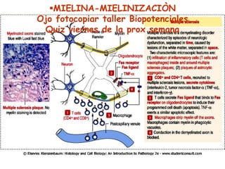 MIELINA-MIELINIZACIÒN
Ojo fotocopiar taller Biopotenciales
 Quiz viernes de la prox semana
 