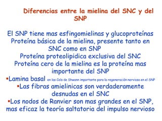 Diferencias entre la mielina del SNC y del
                          SNP

 El SNP tiene mas esfingomielinas y glucoproteínas
  Proteína básica de la mielina, presente tanto en
                SNC como en SNP
      Proteína proteolipidica exclusiva del SNC
    Proteína cero de la mielina es la proteína mas
                 importante del SNP
Lamina basal en las Cels de Shwann importante para la regeneración nerviosa en el SNP
     Las fibras amielinicas son verdaderamente
                 desnudas en el SNC
 Los nodos de Ranvier son mas grandes en el SNP,
mas eficaz la teoría saltatoria del impulso nervioso
 