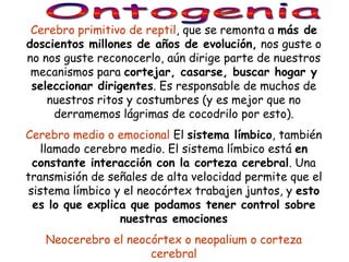 Cerebro primitivo de reptil, que se remonta a más de
doscientos millones de años de evolución, nos guste o
no nos guste reconocerlo, aún dirige parte de nuestros
 mecanismos para cortejar, casarse, buscar hogar y
 seleccionar dirigentes. Es responsable de muchos de
    nuestros ritos y costumbres (y es mejor que no
     derramemos lágrimas de cocodrilo por esto).
Cerebro medio o emocional El sistema límbico, también
   llamado cerebro medio. El sistema límbico está en
 constante interacción con la corteza cerebral. Una
transmisión de señales de alta velocidad permite que el
sistema límbico y el neocórtex trabajen juntos, y esto
 es lo que explica que podamos tener control sobre
                 nuestras emociones
   Neocerebro el neocórtex o neopalium o corteza
                     cerebral
 