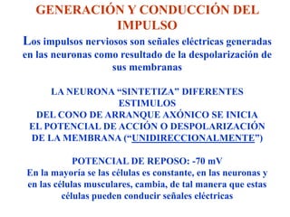 GENERACIÓN Y CONDUCCIÓN DEL
           IMPULSO
Los impulsos nerviosos son señales eléctricas generadas
en las neuronas como resultado de la despolarización de
                   sus membranas

     LA NEURONA “SINTETIZA” DIFERENTES
                 ESTIMULOS
  DEL CONO DE ARRANQUE AXÓNICO SE INICIA
 EL POTENCIAL DE ACCIÓN O DESPOLARIZACIÓN
 DE LA MEMBRANA (“UNIDIRECCIONALMENTE”)

            POTENCIAL DE REPOSO: -70 mV
En la mayoría se las células es constante, en las neuronas y
en las células musculares, cambia, de tal manera que estas
         células pueden conducir señales eléctricas
 