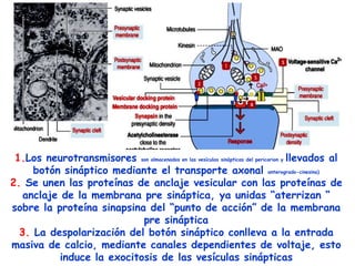 1.Los neurotransmisores son almacenados en las vesículas sinápticas del pericarion y llevados al
     botón sináptico mediante el transporte axonal anterogrado-cinesina)
2. Se unen las proteínas de anclaje vesicular con las proteínas de
   anclaje de la membrana pre sináptica, ya unidas “aterrizan “
sobre la proteína sinapsina del “punto de acción” de la membrana
                            pre sináptica
  3. La despolarización del botón sináptico conlleva a la entrada
masiva de calcio, mediante canales dependientes de voltaje, esto
           induce la exocitosis de las vesículas sinápticas
 