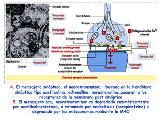 4. El mensajero sináptico, el neurotransmisor, liberado en la hendidura
  sináptica tipo acetilcolina, adrenalina, noradrenalina…pasaran a los
               receptores de la membrana post sináptica
 5. El mensajero qco, neurotransmisor es degradado enzimáticamente
 por acetilcolinesterasa, o retomado por endocitosis (norepinefrina) o
           degradado por las mitocondrias mediante la MAO
 